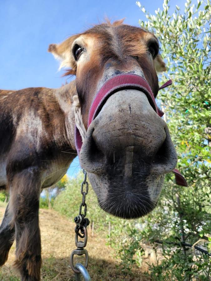 Agriturismo Le Faeta Arpino Eksteriør bilde